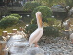 鹳