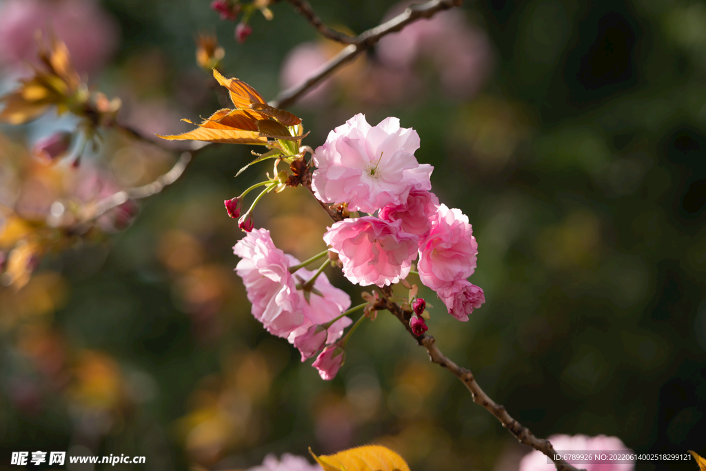 樱花树