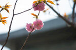 樱花树