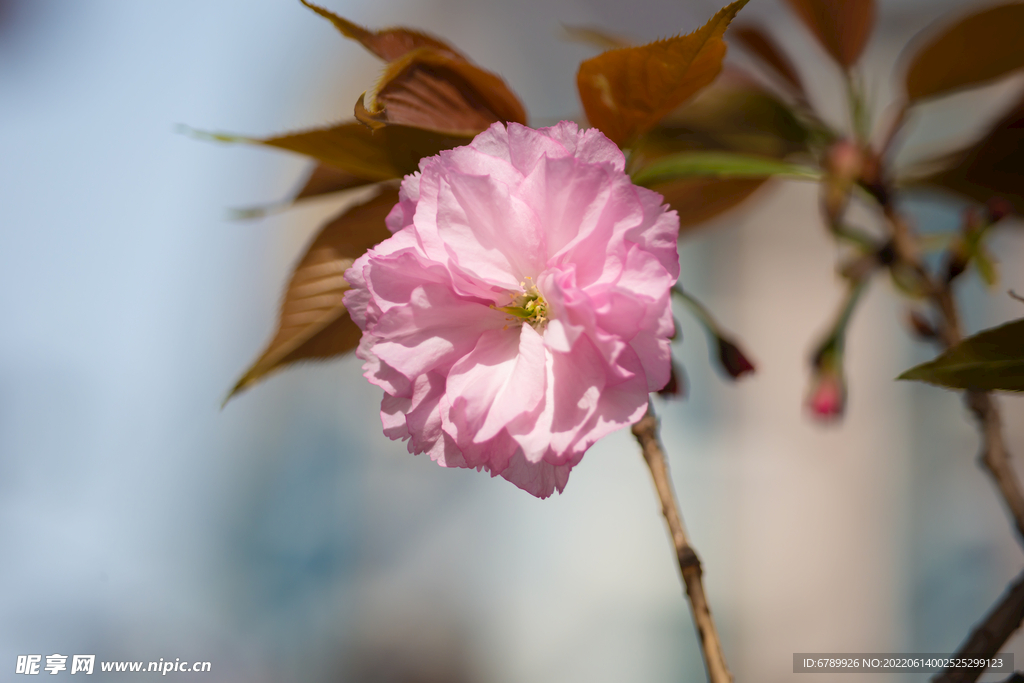 樱花树