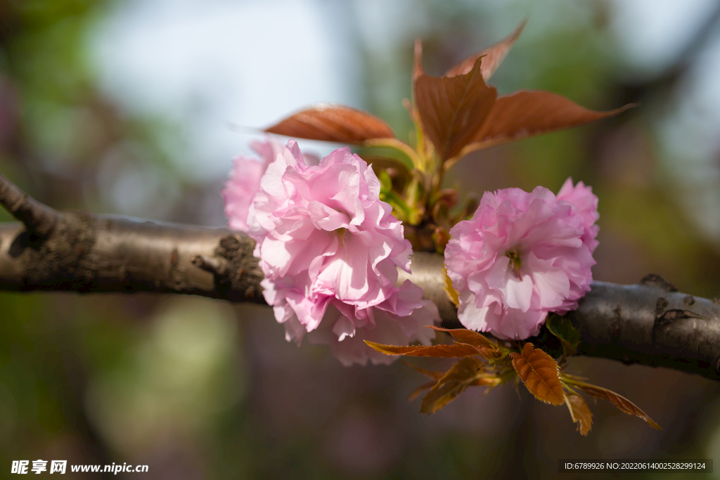 樱花树