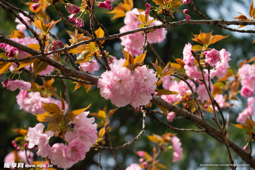 樱花树