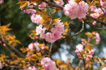 樱花树