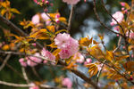 樱花树