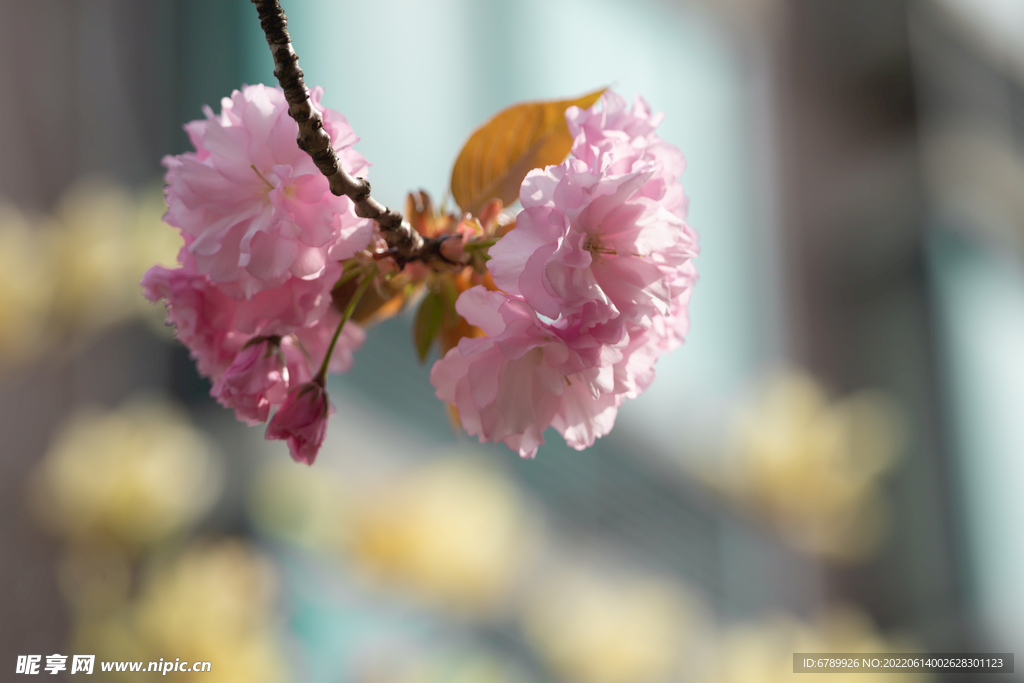 樱花树