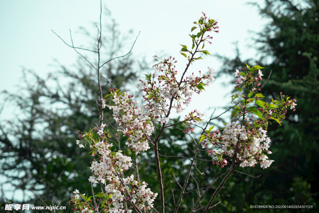 樱花树