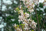 樱花树