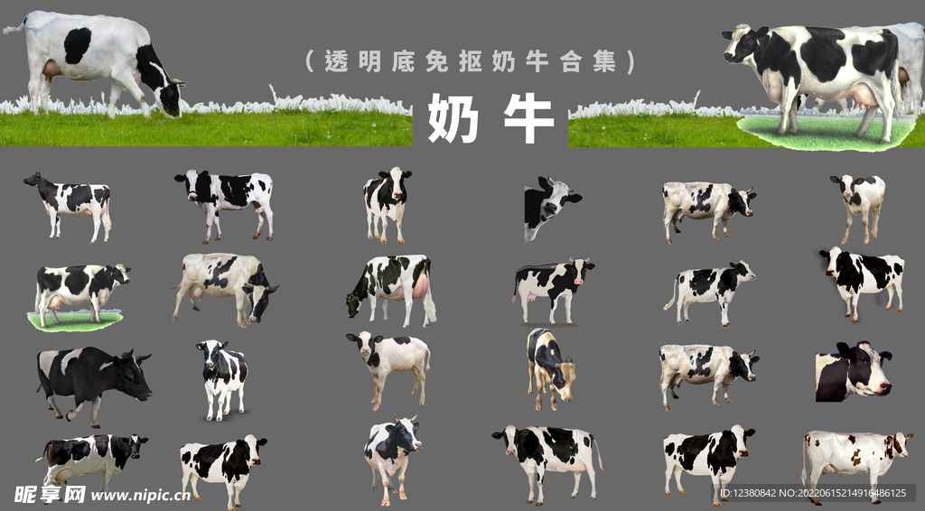 奶牛
