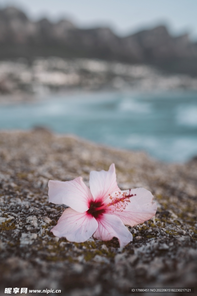 长春花