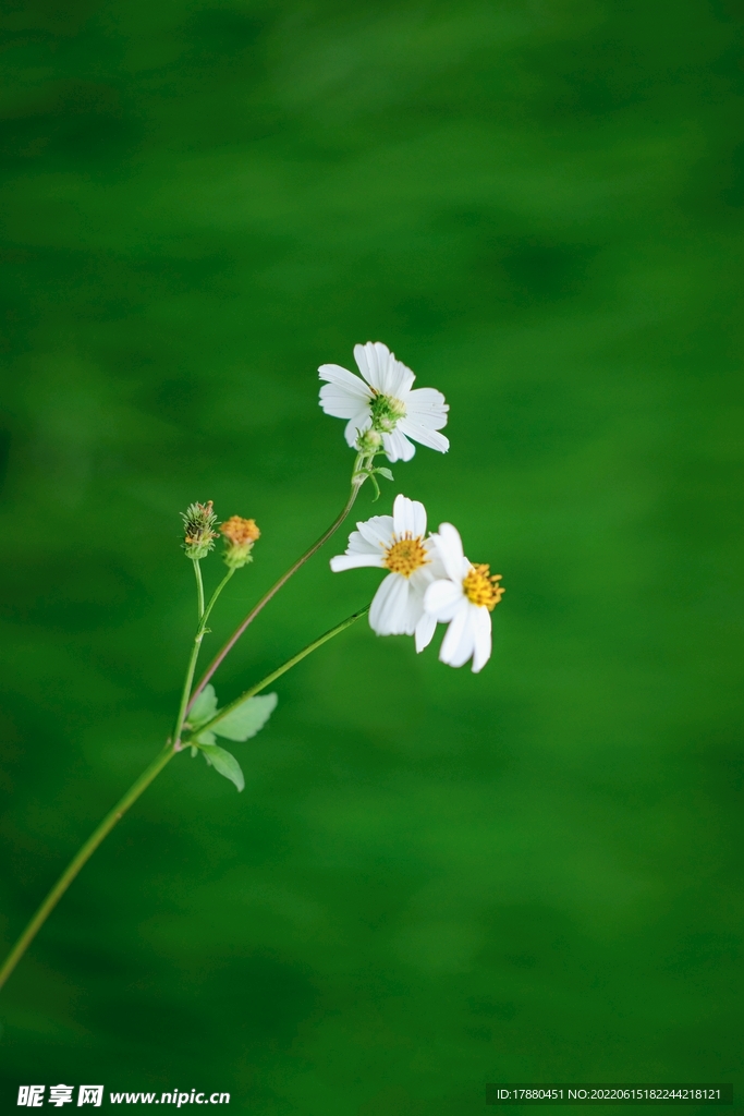 百花鬼针草