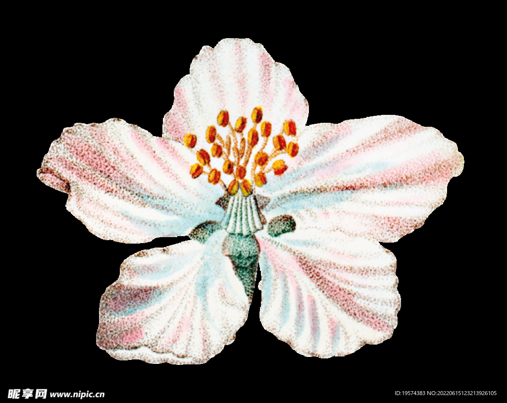 苹果花