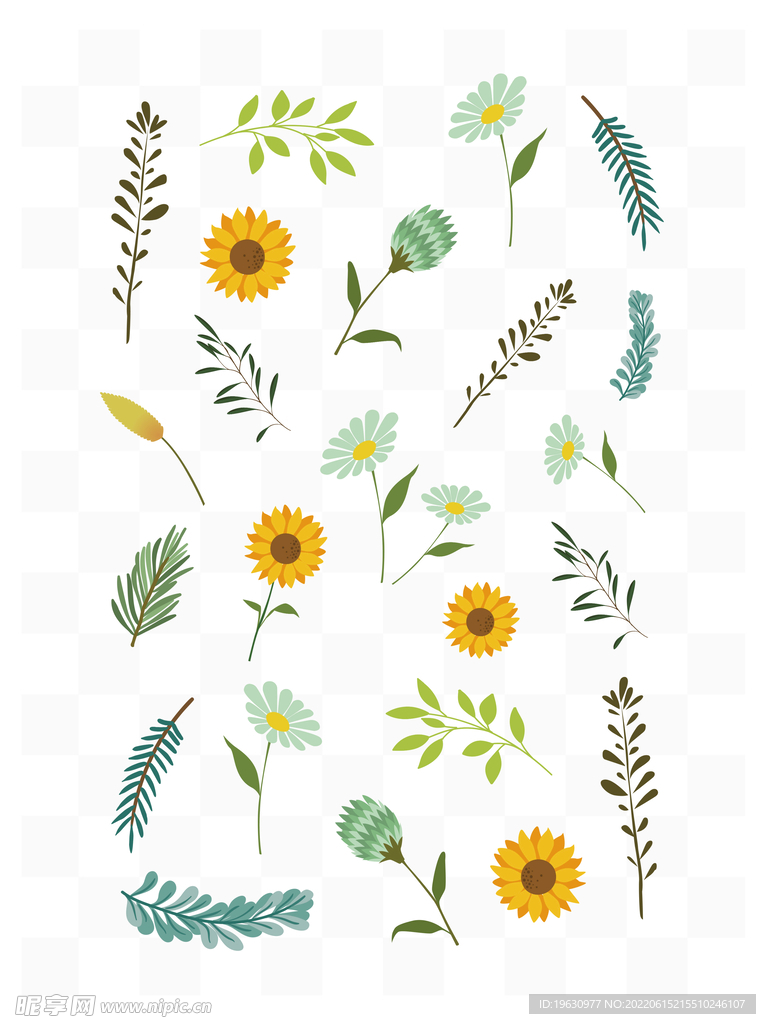 手绘菊花