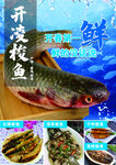 开凌梭鱼