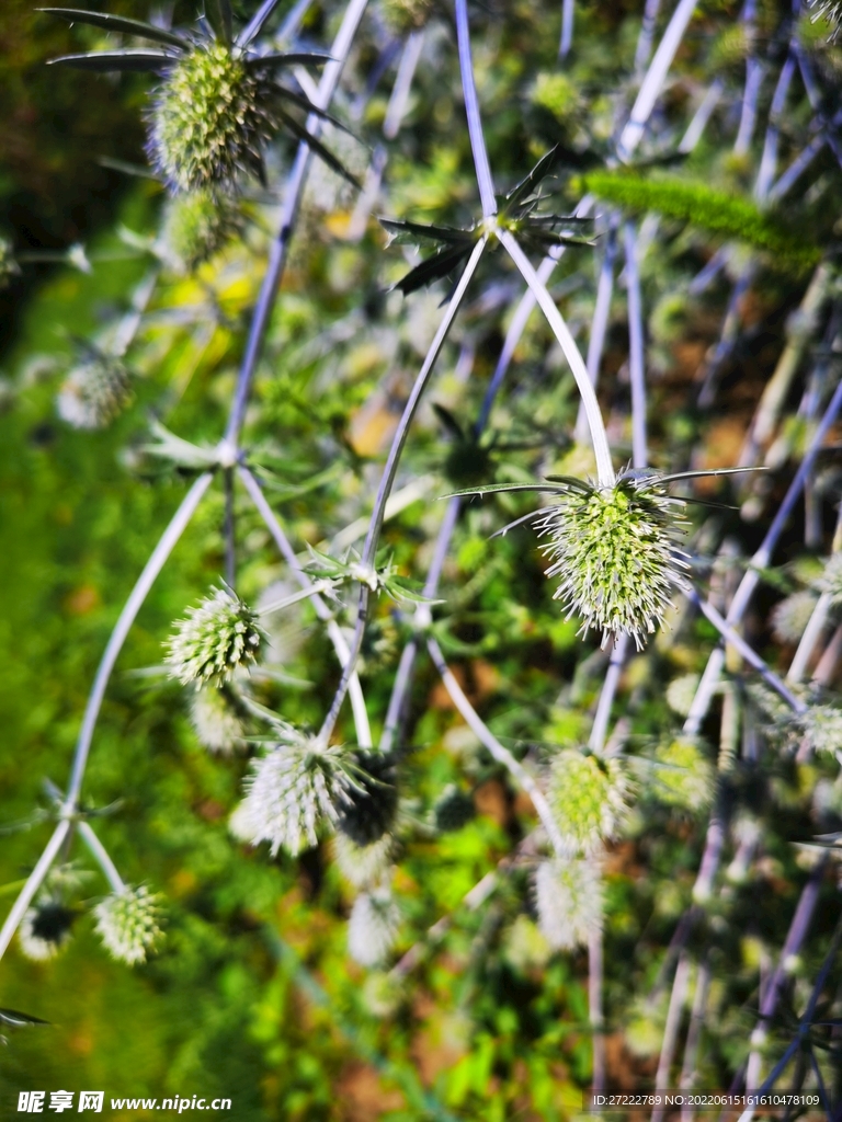 刺芹