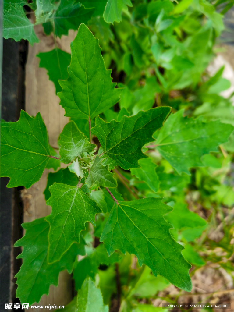 绿草