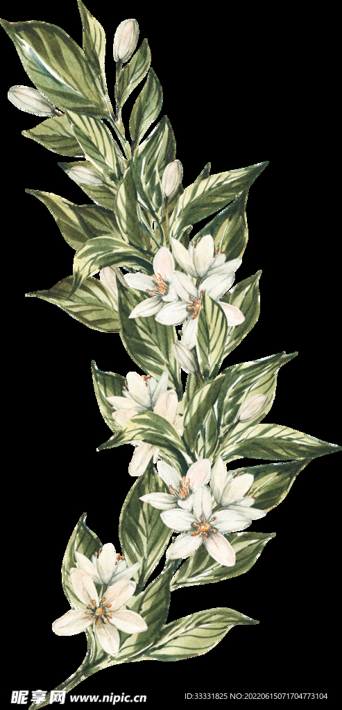 花卉 花朵 免扣花