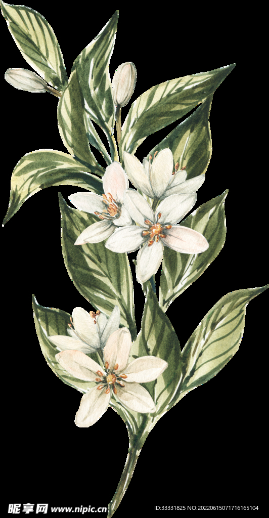 花卉 花朵 免扣花