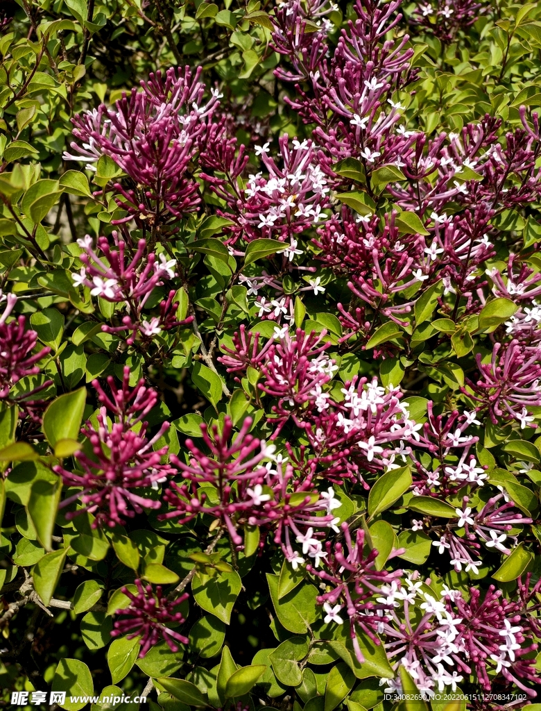 紫色丁香树花开灿烂浓香美艳繁盛