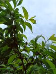 野生毛桃树 硕果累累青果未成熟