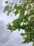 天空小雨树枝 乌云夭矫天欲雨