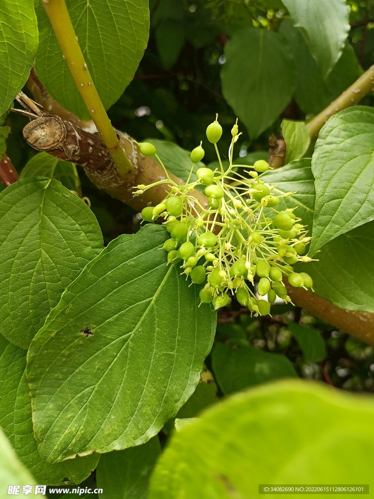 花枝树枝 果实 美丽就在细微处