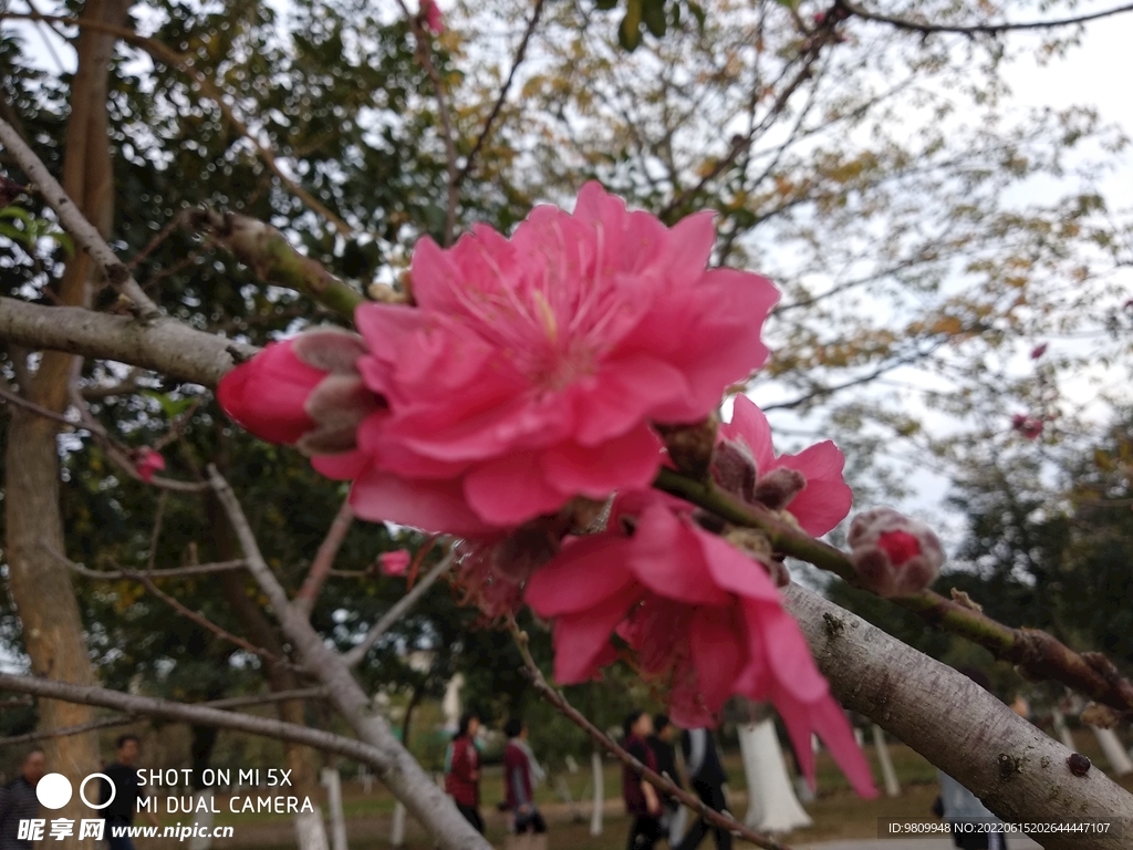花