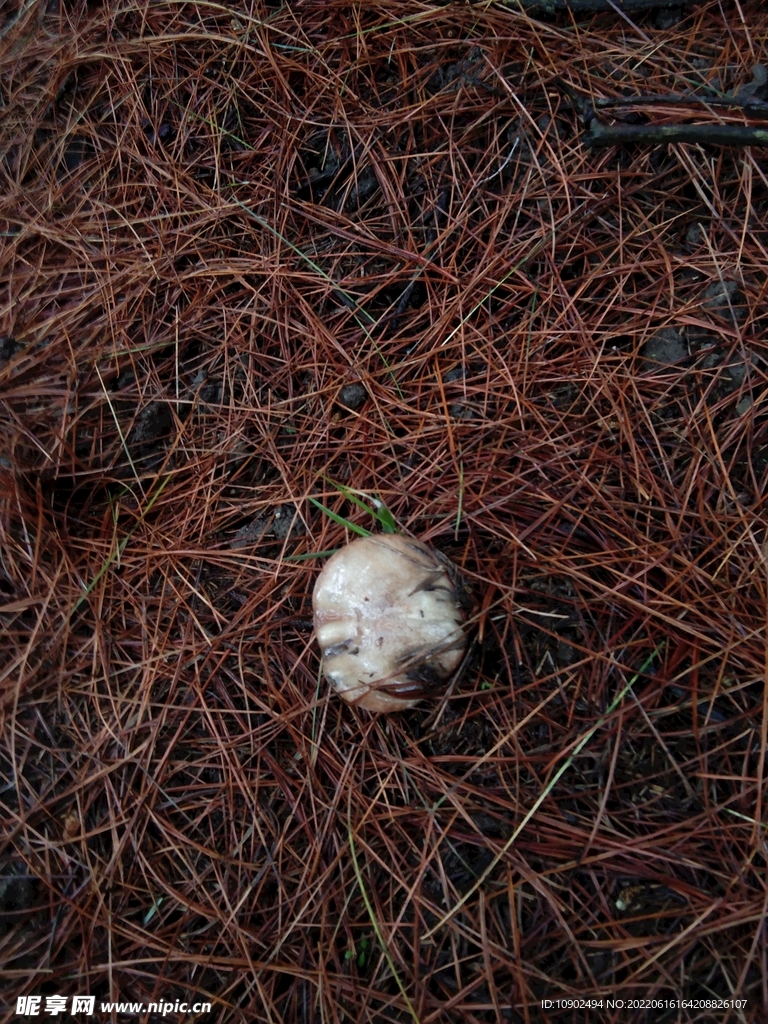 蘑菇   