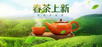 绿茶海报 绿色 清新 茶叶页面