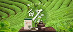 绿茶海报 绿色 清新 茶叶页面