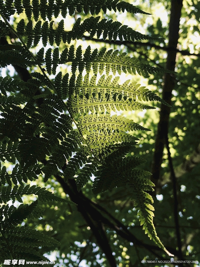 桫椤