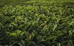 茶饮