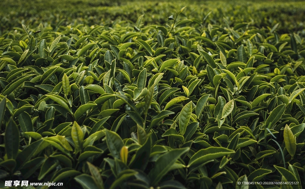 茶饮