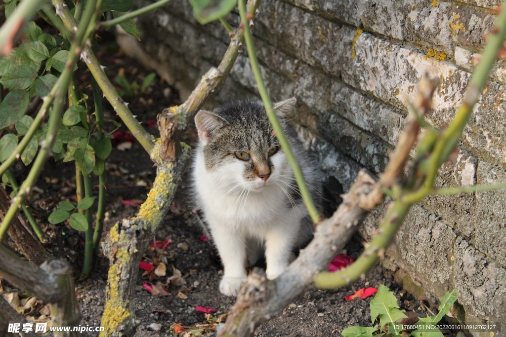 猫