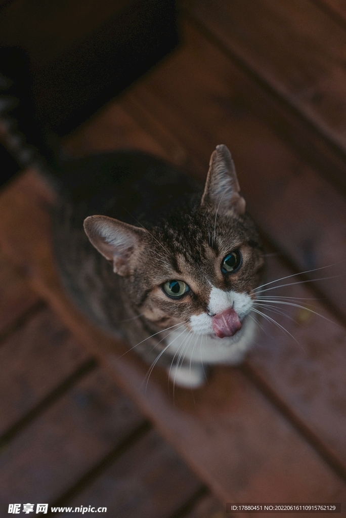 猫