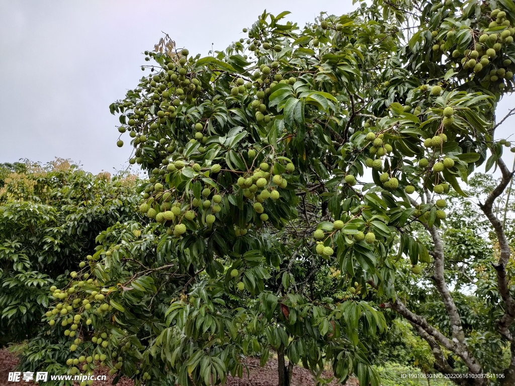 青荔枝