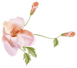 百合花矢量图