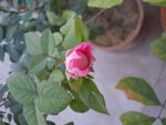 玫瑰花苞
