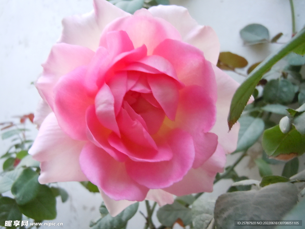 玫瑰花 
