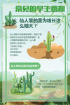 绿色常见的旱生植物仙人掌海报