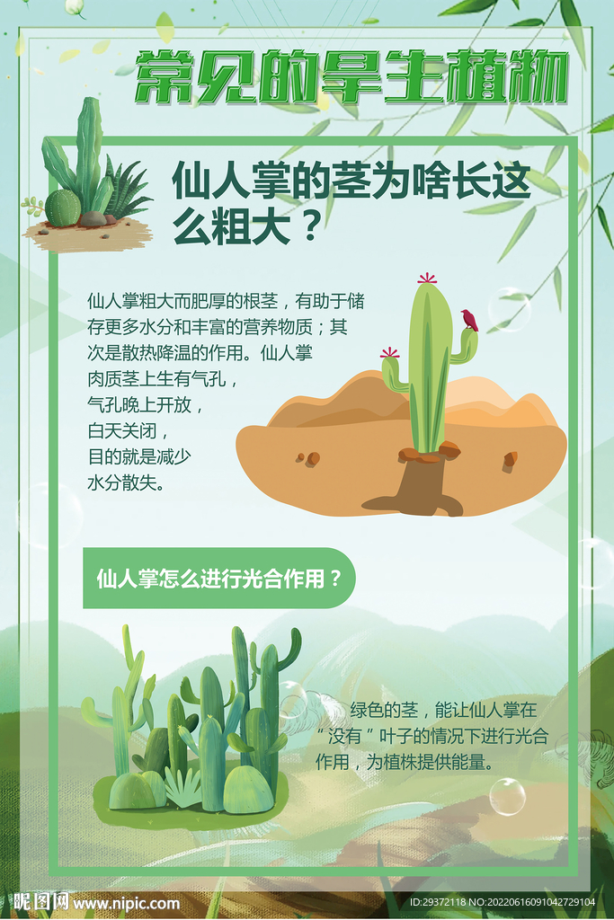 绿色常见的旱生植物仙人掌海报