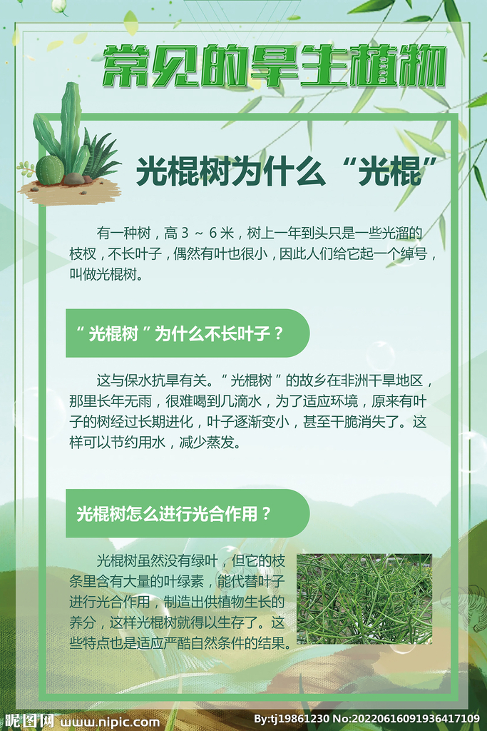 绿色常见的旱生植物光棍树海报