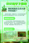 绿色常见的旱生植物骆驼刺海报