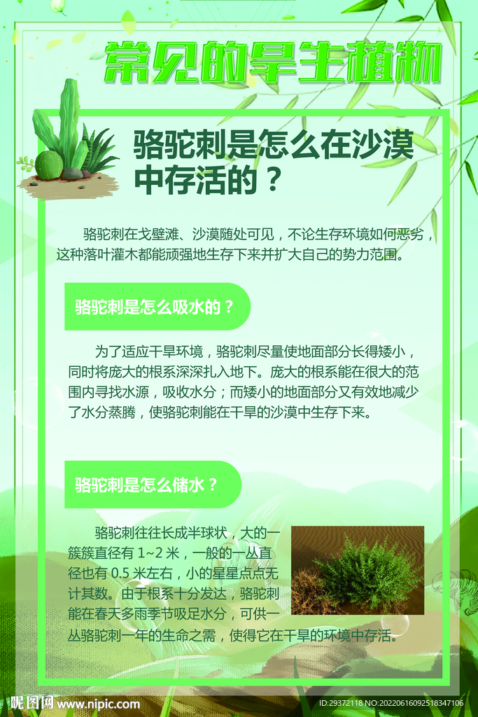 绿色常见的旱生植物骆驼刺海报