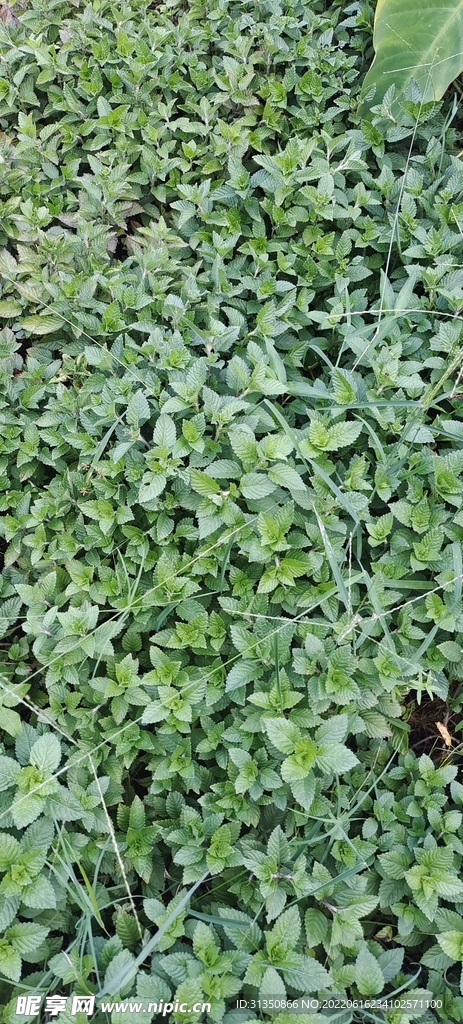 凉粉草