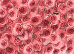 玫瑰花堆叠