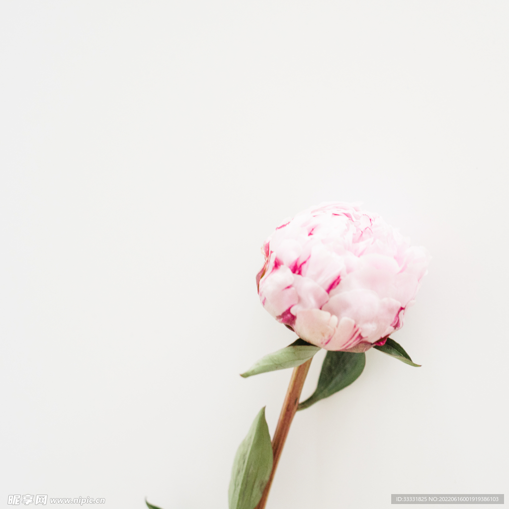 花卉室内背景