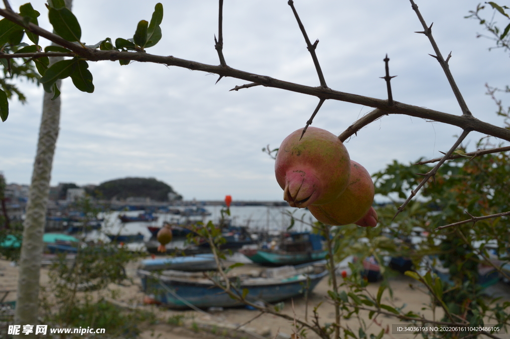 海岛石榴