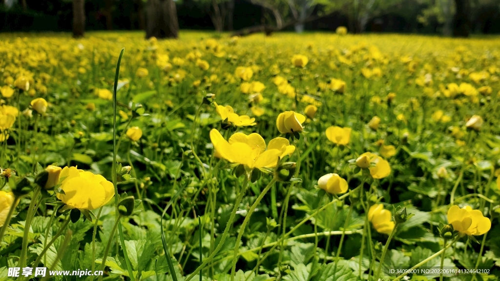 绢毛匍匐委陵菜