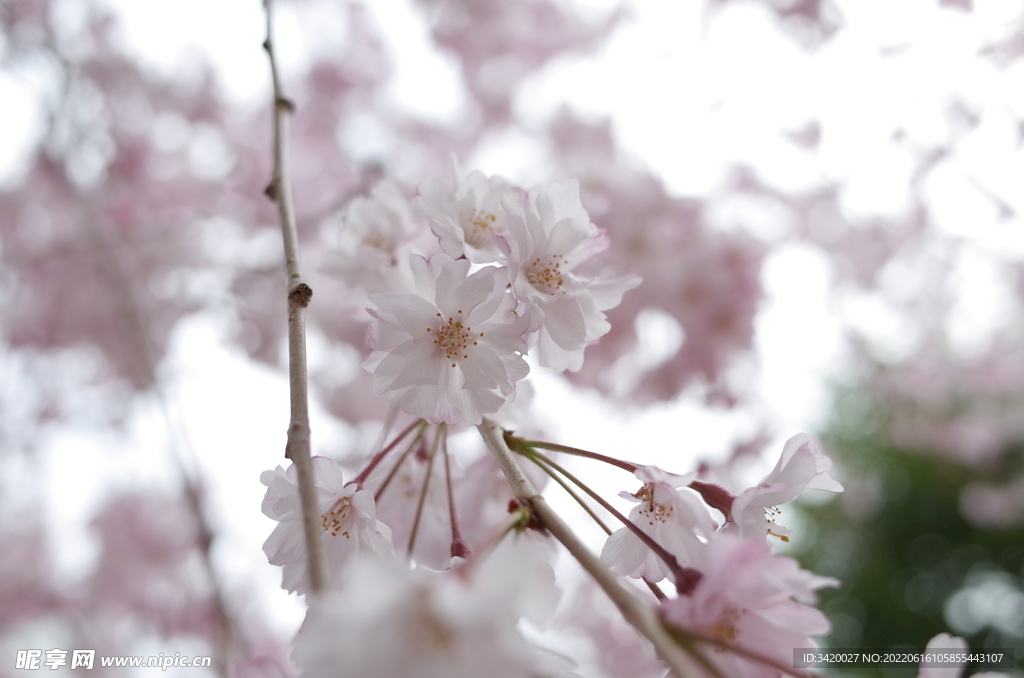 樱花