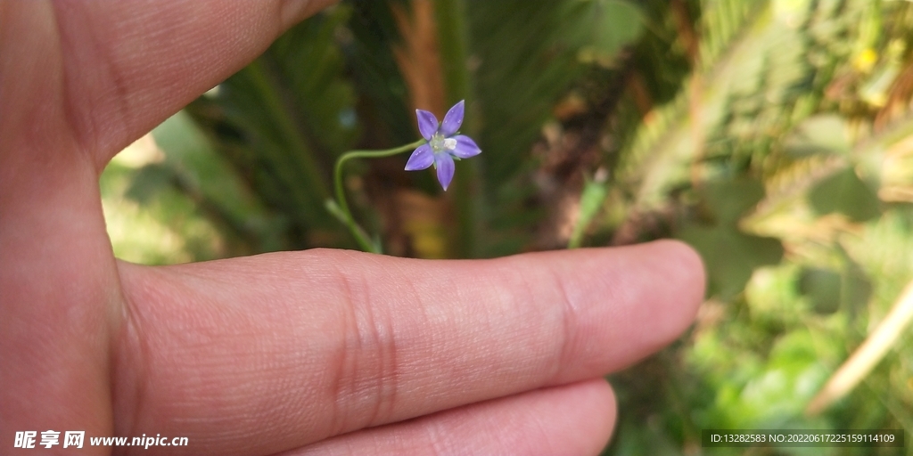 蓝花参